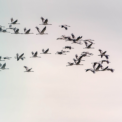 Birds flying in formation