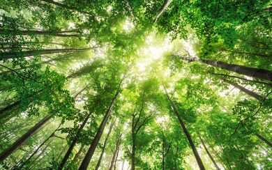 Green forest
